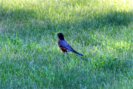 Robin in Lawn photo