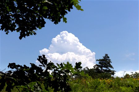 Puffy Cloud Rising Behind Trees