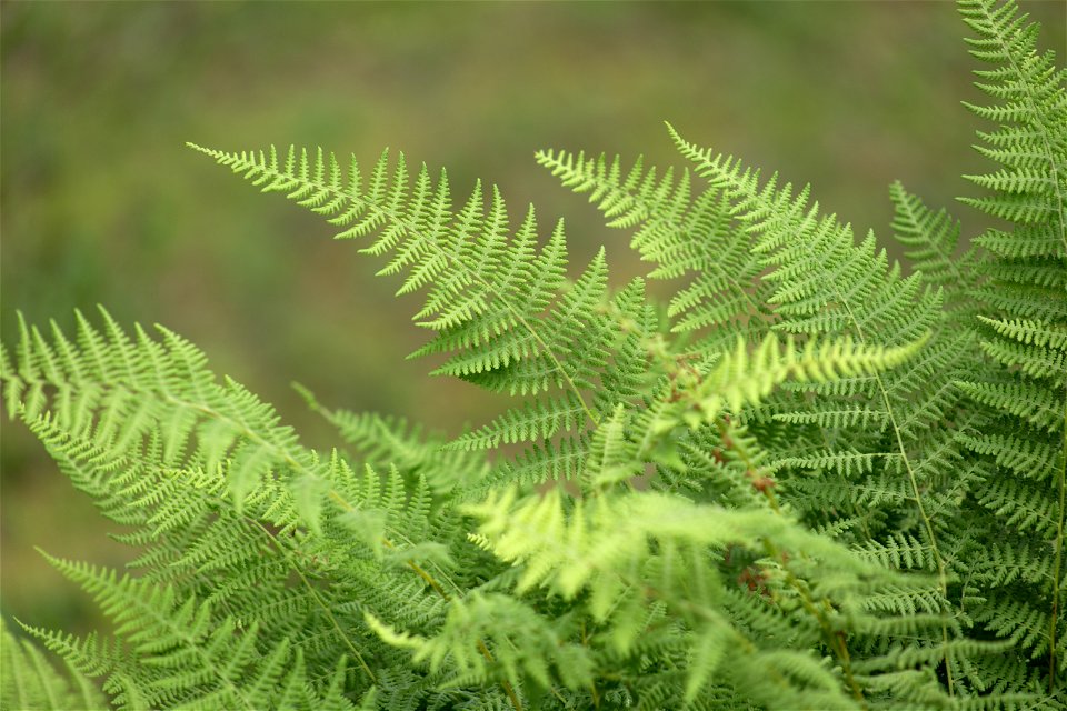 Ferns on a Humid Day photo