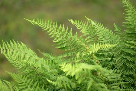 Ferns on a Humid Day