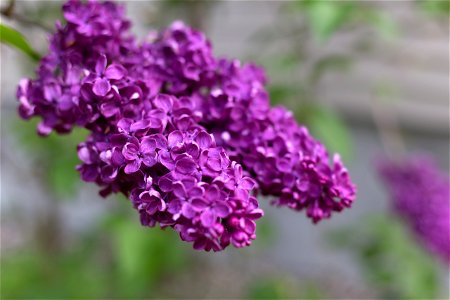 Vibrant Purple Lilacs photo