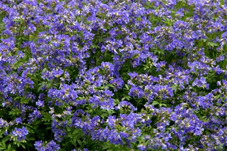 A Blanket of Small Purple Flowers photo