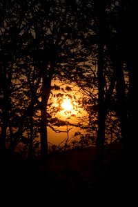 Spooky Sunset Through the Trees photo