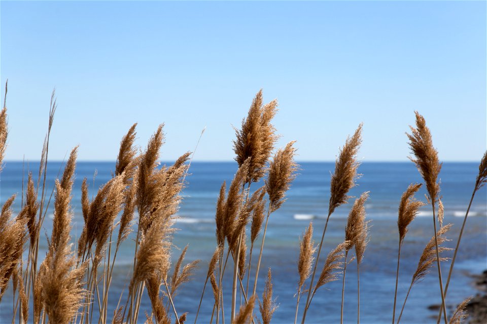 Tall Grass Along the Sea photo