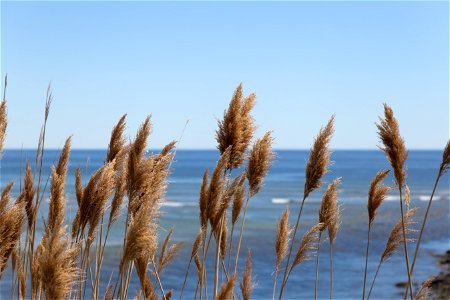 Tall Grass Along the Sea