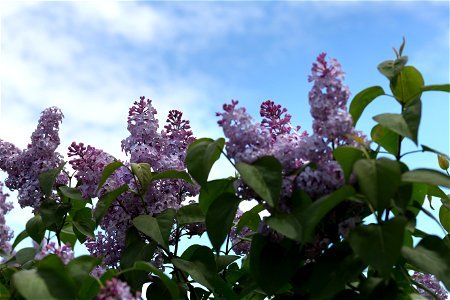 Lilacs Against a Summer Sky photo