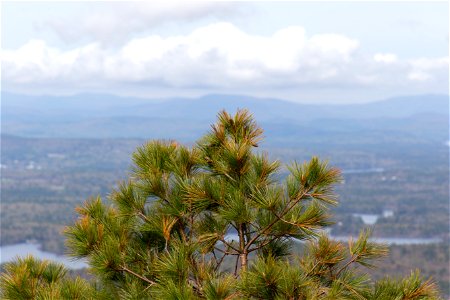 Rugged Pine Overlooking Valley photo