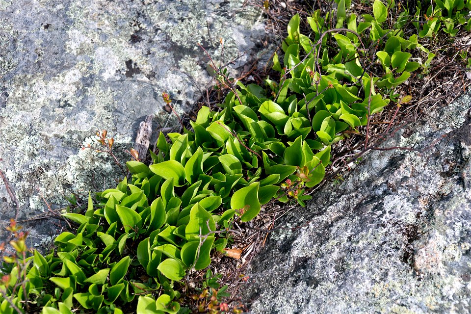 Plants Growing in Rock Crevice photo
