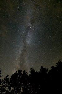 Milky Way Rising from the Forest photo