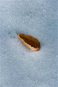 Dry Leaf on Snow photo