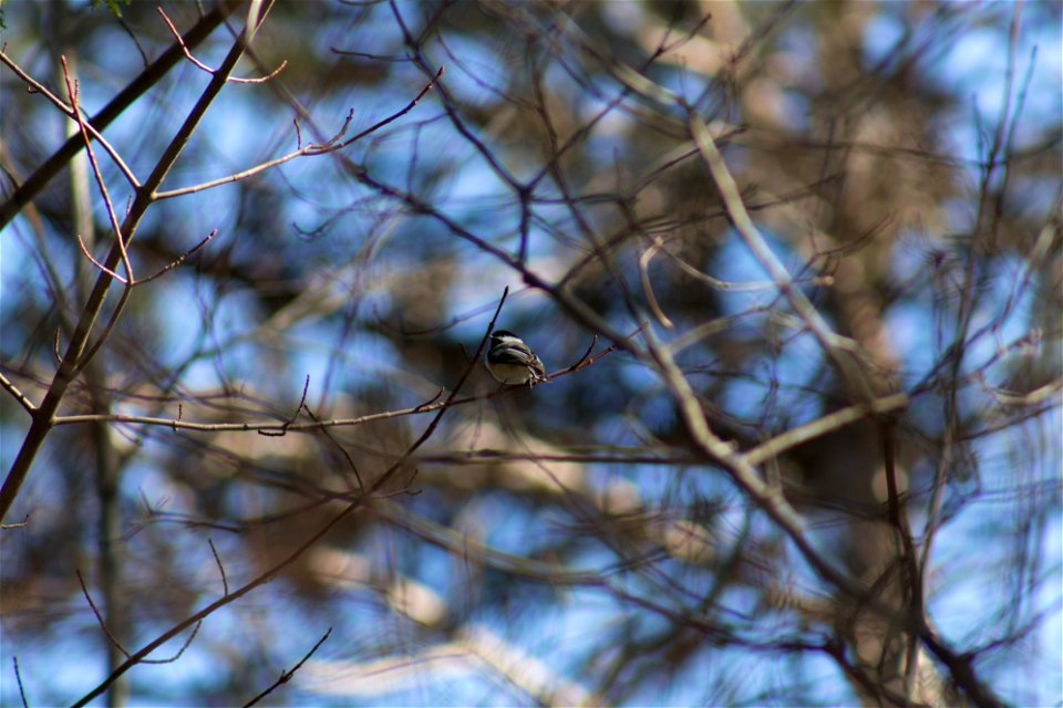 Chickadee in Bare Tree photo