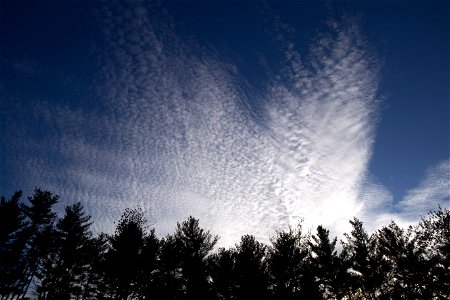 Soft Clouds Above Trees