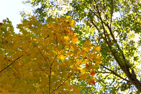 Autumn Tree Canopy photo