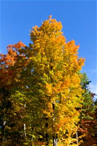 Colorful Autumn Tree photo