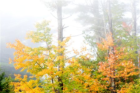 Foggy Fall Forest photo