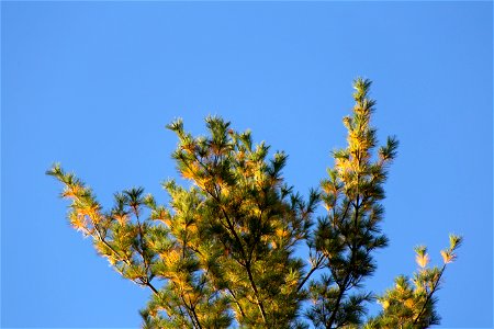 Sunlit Pine Branches