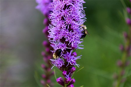 Liatris with Bumblebees photo