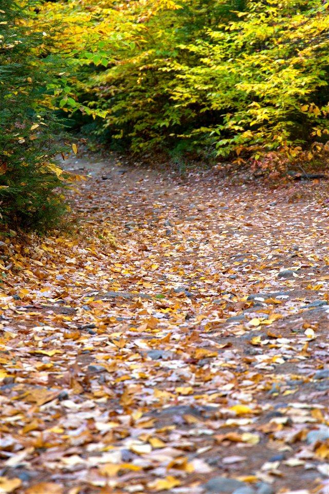 Leaf-Covered Path photo