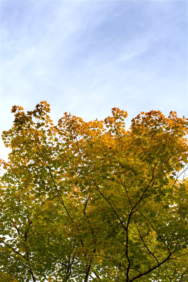 Changing Tree Against Wispy Clouds photo