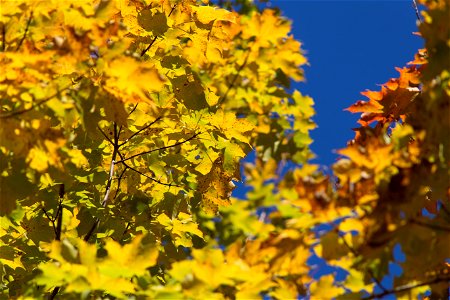 Bright Golden Leaves Against Bright Blue Sky photo