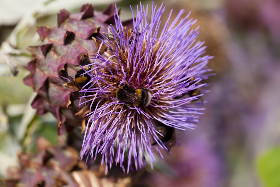 Thistle-like strong composites
