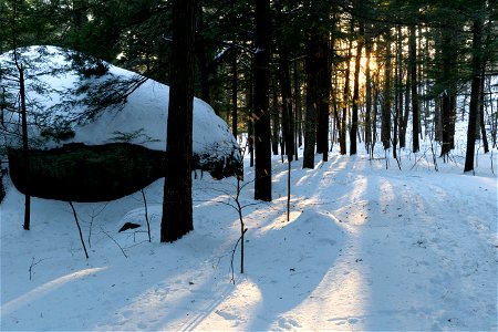 Long Cast Shadows in the Forest photo