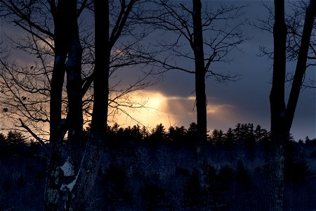 Sunset Through Bare Winter Trees photo