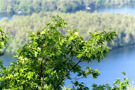 Green Treetop Against Lake Backdrop photo
