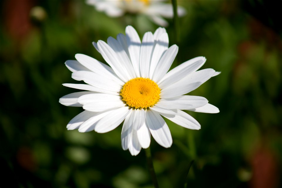 Single Daisy photo