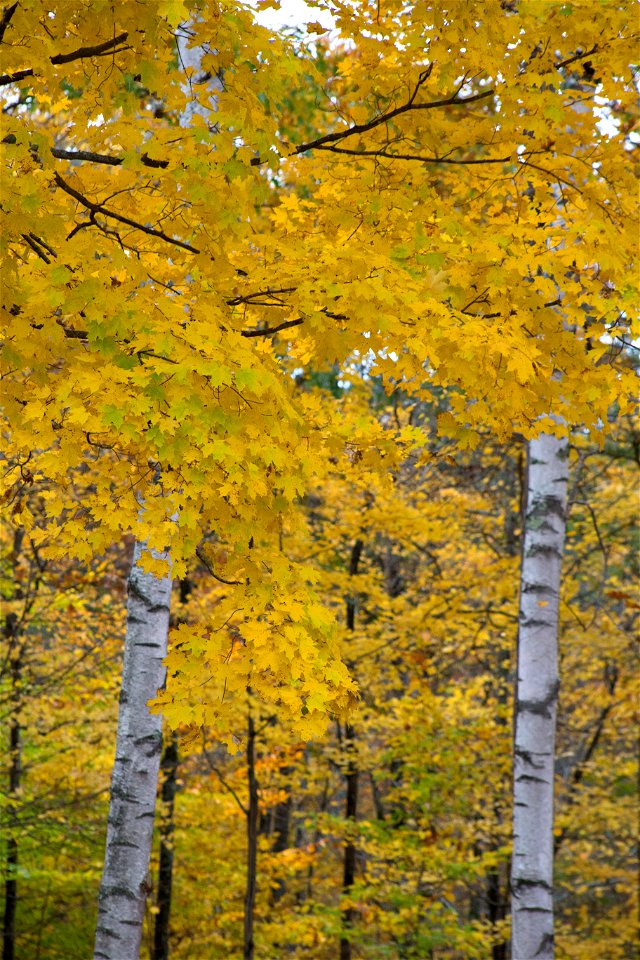 Golden Birch Trees photo