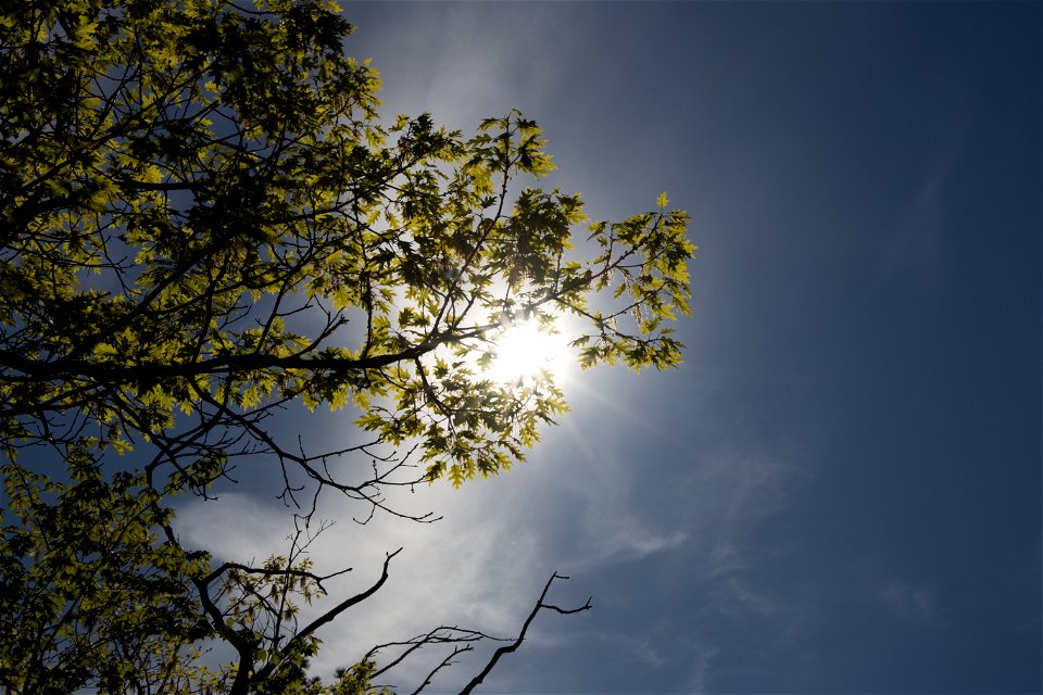 Sun Behind Tree Limb photo