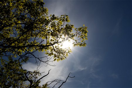 Sun Behind Tree Limb photo