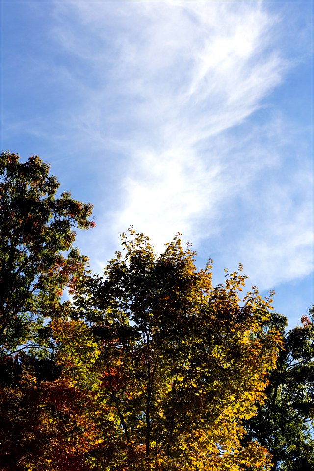 View of Treetops photo