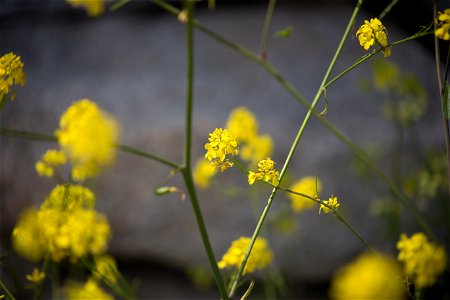Small Yellow Flowers on Delicate Stems photo