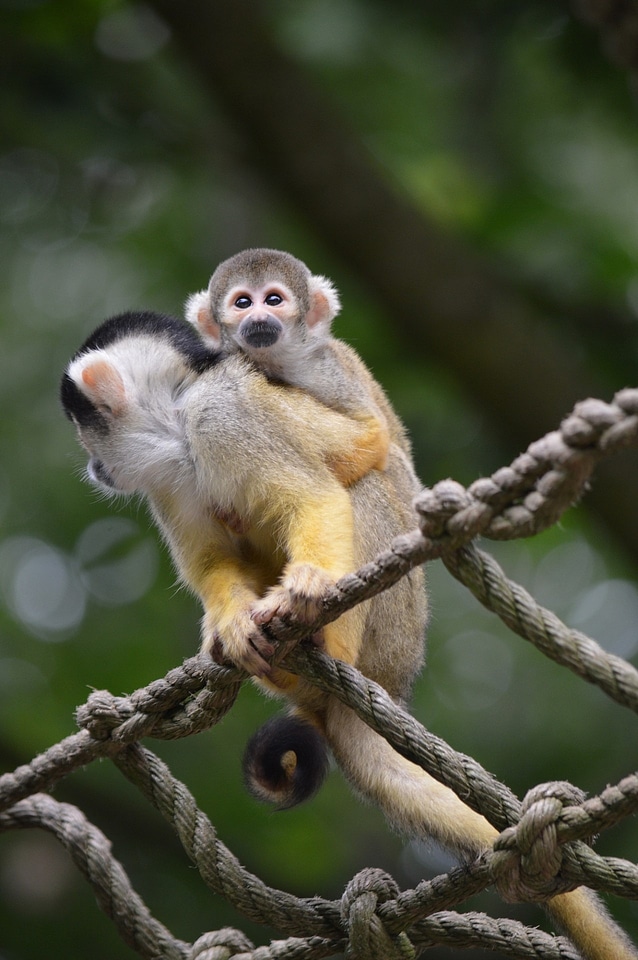 Zoology mammal species