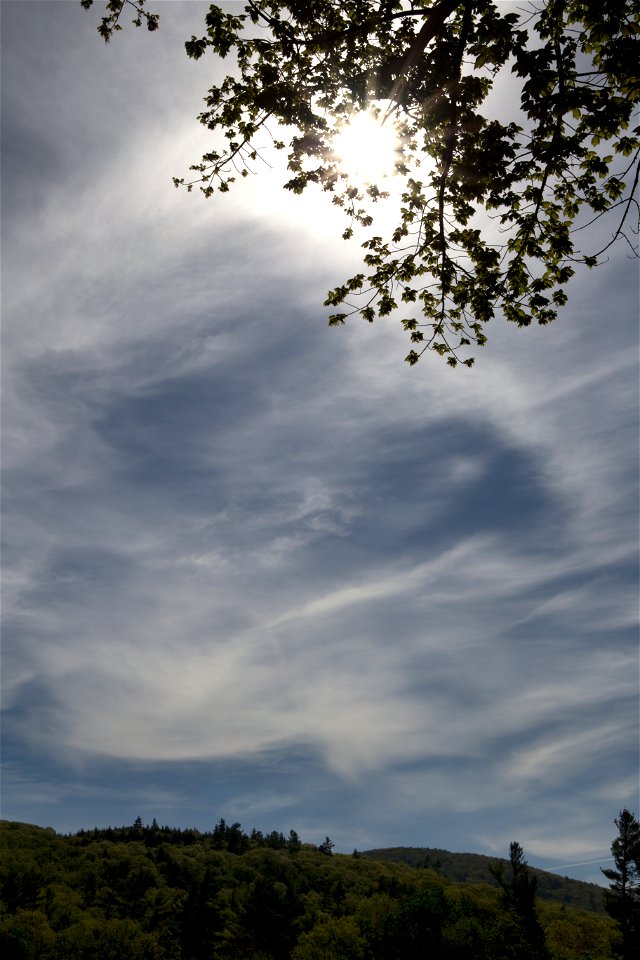 Sunlit Trees and Wispy Clouds