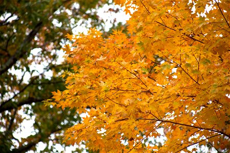 Autumn Tree photo