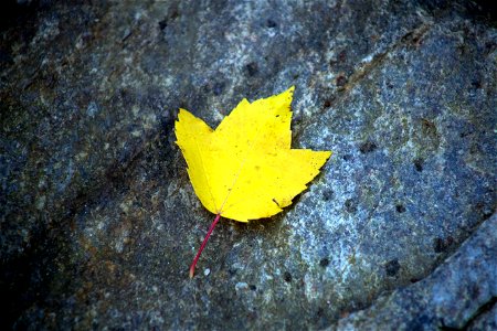 Yellow Maple Leaf photo