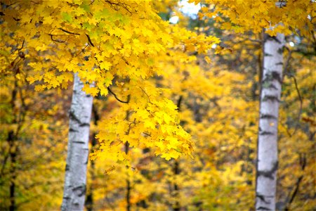 Birch Trees in Fall photo