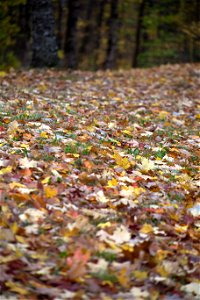 Blanket of Dry Fall Leaves photo