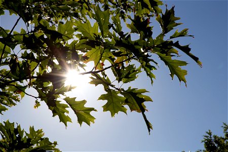 Sunshine Behind Oak Leaves photo