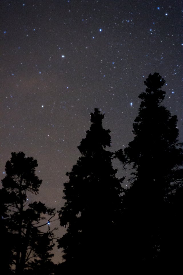 Tall Trees Under Night Sky
