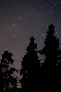 Tall Trees Under Night Sky photo