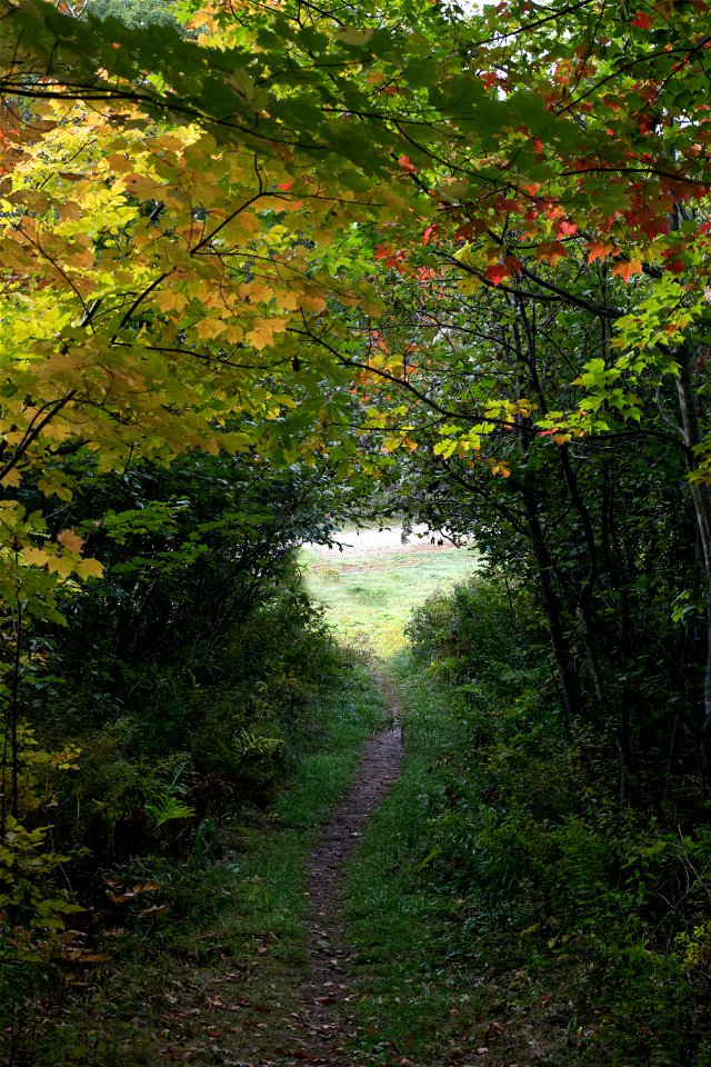 Narrow Path Through Thick Woods photo