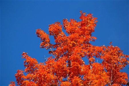 Vibrant Orange Treetop photo
