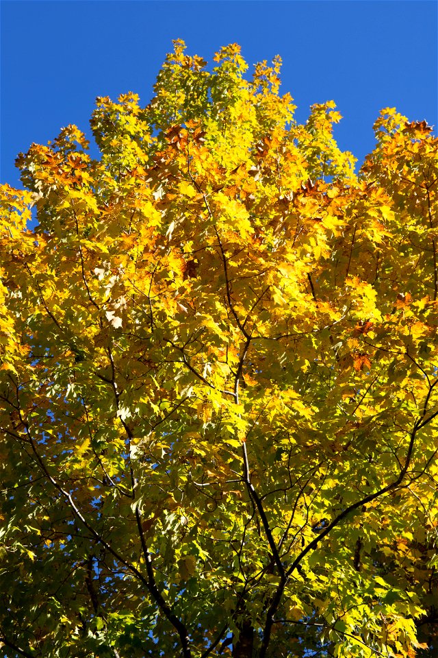 Yellow Autumn Tree photo