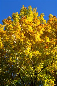 Yellow Autumn Tree photo
