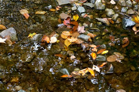 Fallen Leaves in Stream