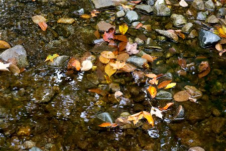 Fallen Leaves in Stream photo