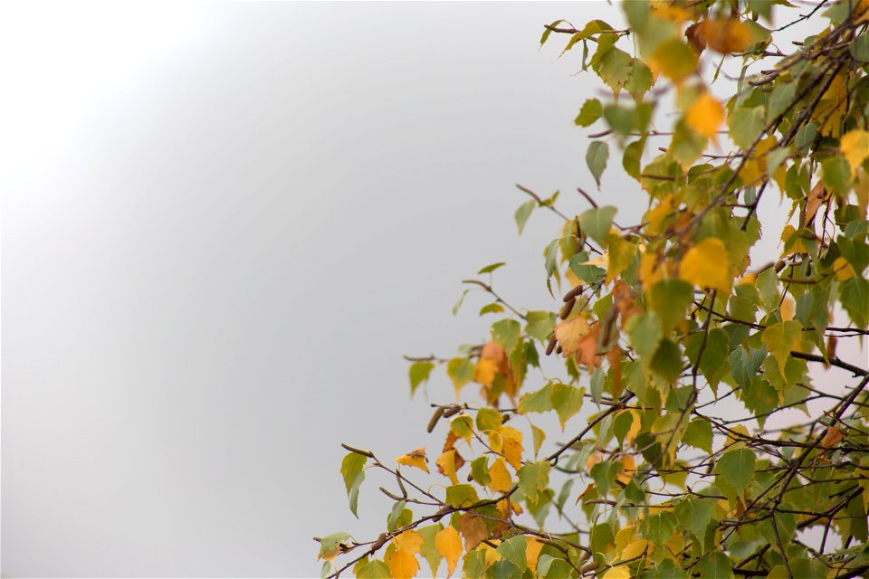Tree Branches in Thick Fog